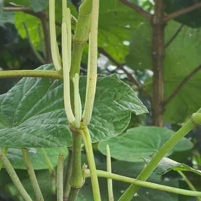 Piper umbellatum — flower