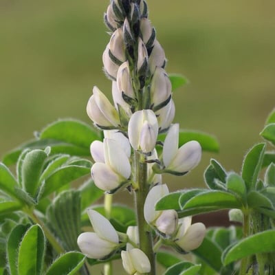 Lupinus albus — flower