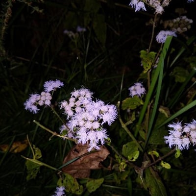 Conoclinium coelestinum — flower