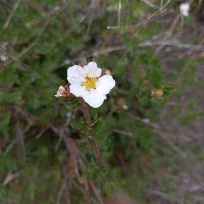 Drymocallis rupestris — flower
