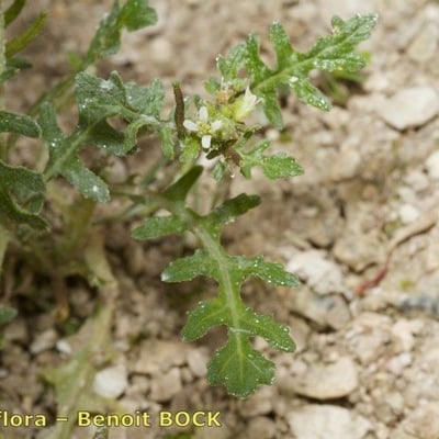Erucastrum supinum — habit