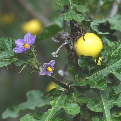 Solanum linnaeanum — flower
