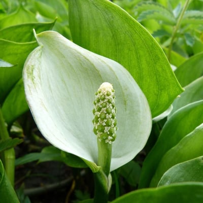 Calla palustris — flower