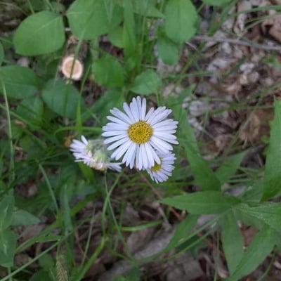 Erigeron pulchellus — flower