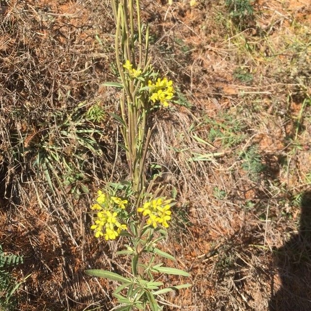 Erysimum virgatum — flower
