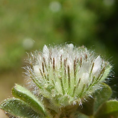 Trifolium cherleri — flower