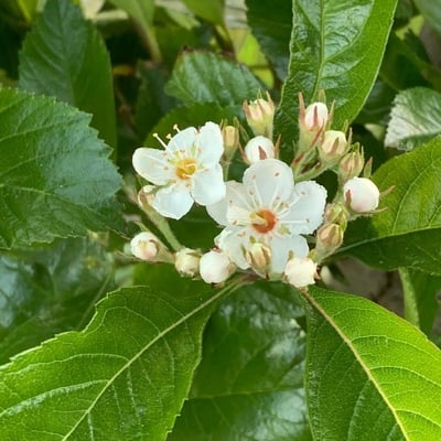 Crataegus crus-galli — flower