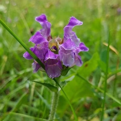 Prunella grandiflora — flower