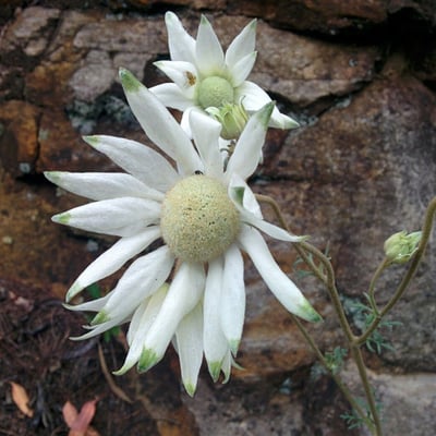 Actinotus helianthi — flower