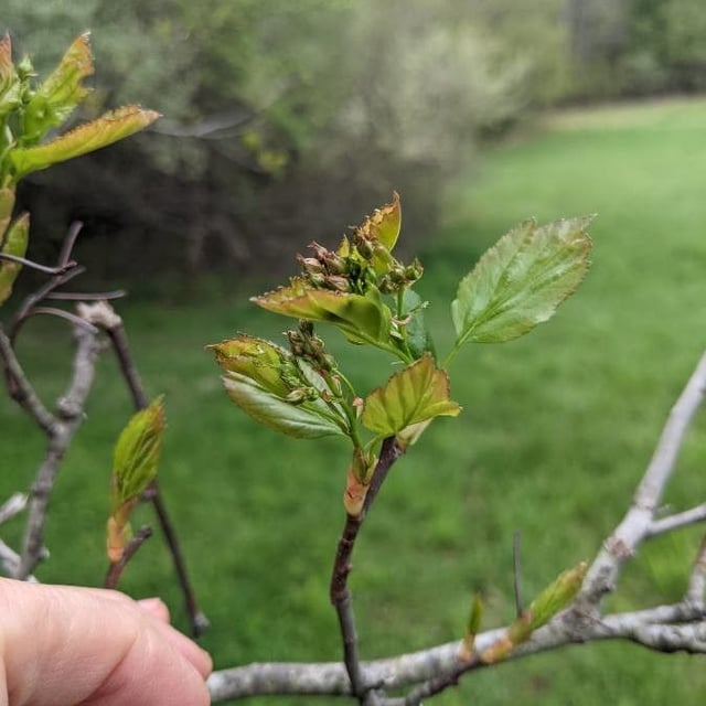 Crataegus viridis — flower