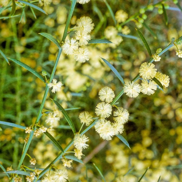 Acacia genistifolia — flower