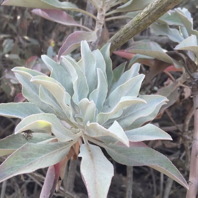 Salvia apiana — flower
