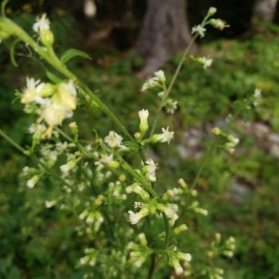 Solidago bicolor — flower