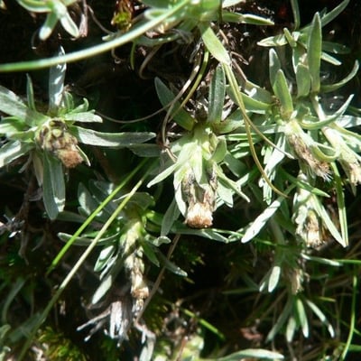 Gnaphalium supinum — flower