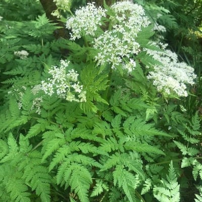 Myrrhis odorata — flower