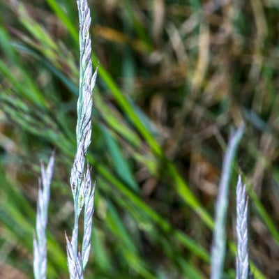 Festuca arvernensis — leaf