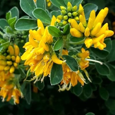 Medicago arborea — flower