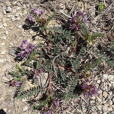 Astragalus crassicarpus — flower