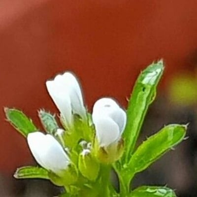 Cardamine hirsuta — flower
