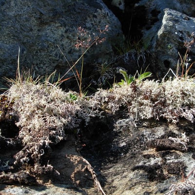 Agrostis mertensii — habit