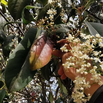 Photinia serratifolia — flower