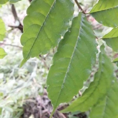 Zanthoxylum caribaeum — leaf