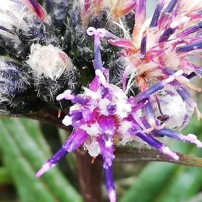 Saussurea alpina — flower