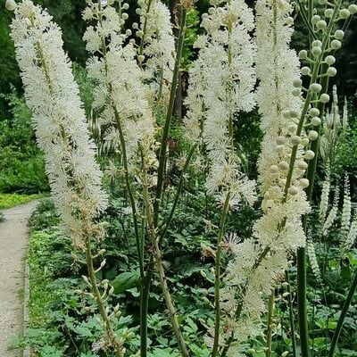 Actaea racemosa — flower
