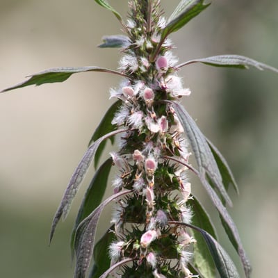 Leonurus quinquelobatus — flower