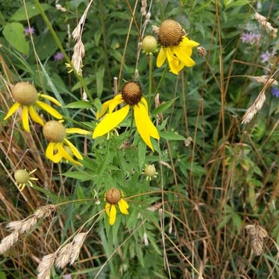 Ratibida pinnata — flower
