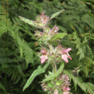 Stachys alpina — flower