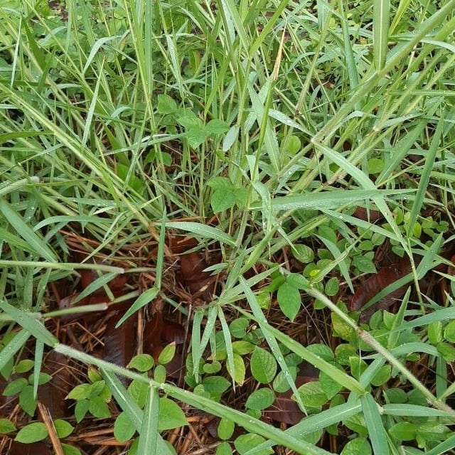Urochloa mutica — leaf