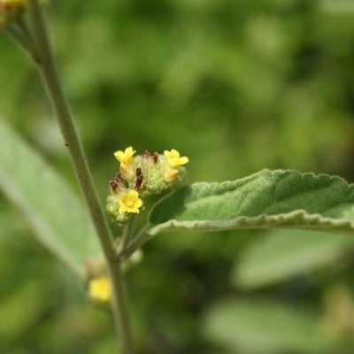 Waltheria indica — flower