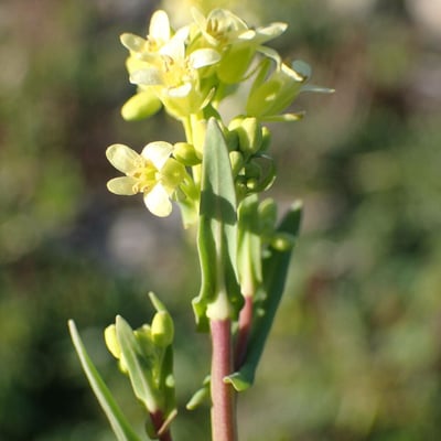 Myagrum perfoliatum — flower