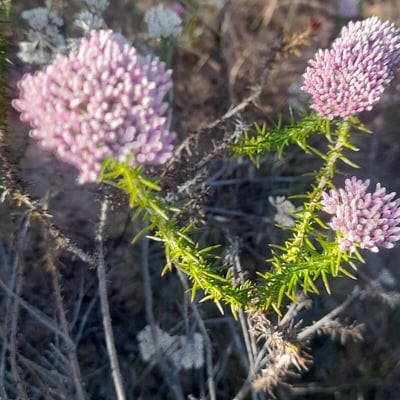 Ozothamnus diosmifolius — flower
