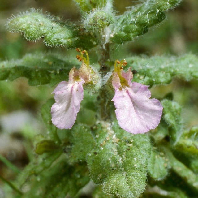 Teucrium scordium — flower