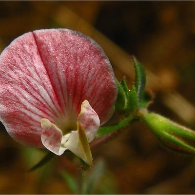 Acmispon americanus — flower