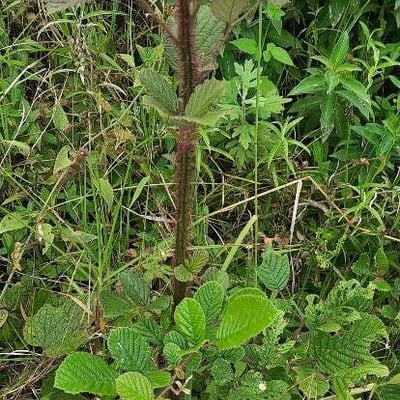 Rubus ellipticus — leaf