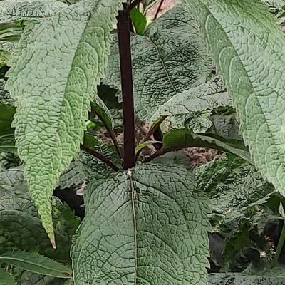 Eutrochium fistulosum — leaf