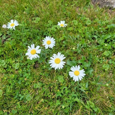 Leucanthemum ircutianum — flower