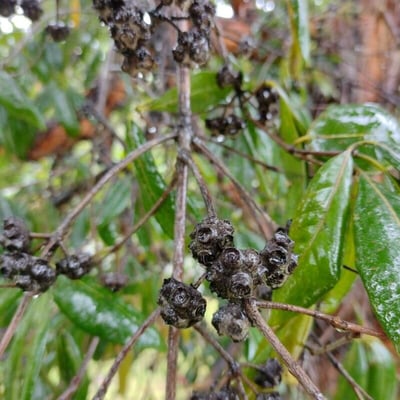 Syncarpia glomulifera — fruit