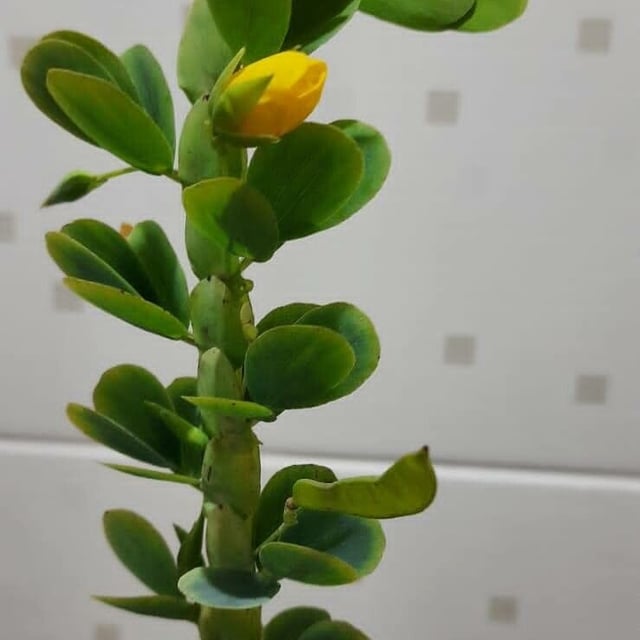 Chamaecrista desvauxii — flower