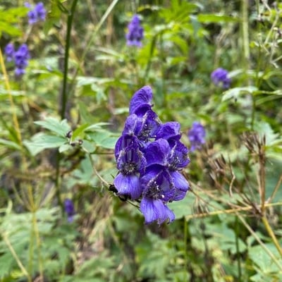Aconitum variegatum — flower