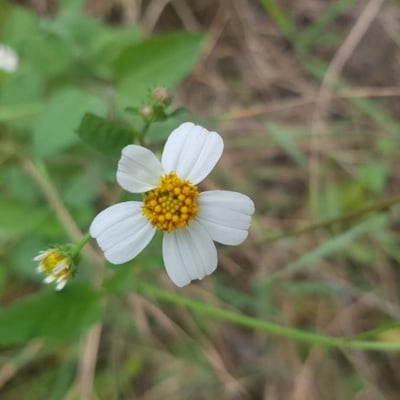 Bidens pilosa — flower