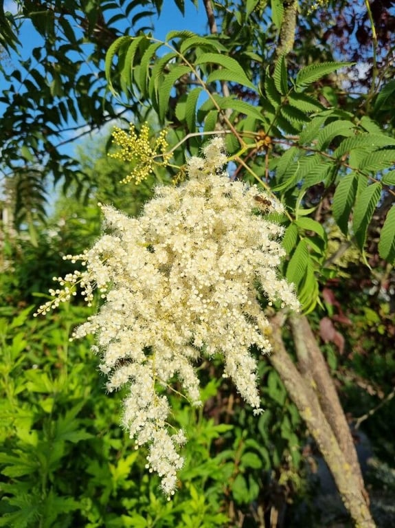 Giant false spiraea