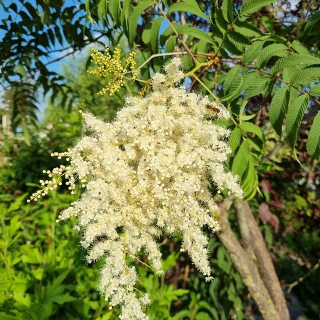 Giant false spiraea