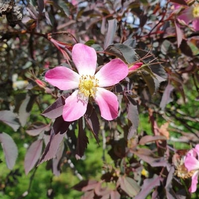 Rosa glauca — flower