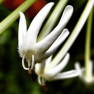 Posoqueria latifolia — flower
