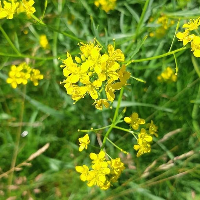 Rorippa sylvestris — flower