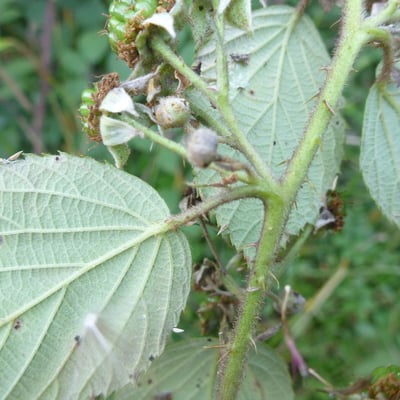 Rubus flexuosus — flower